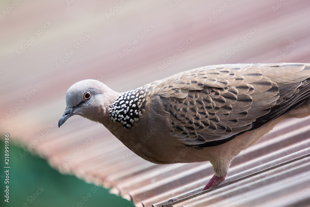 One Brown Pigeon sitting on brown house roof One Brown Pigeon sitting on brown house roof