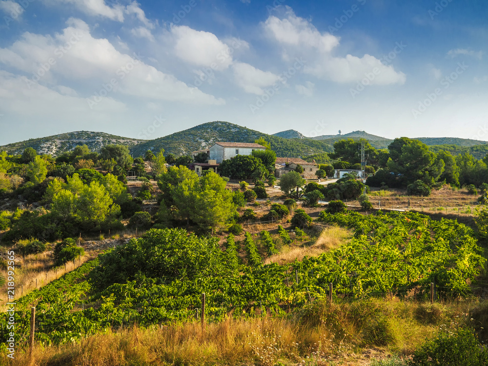 vineyards on the mountain with a rural house