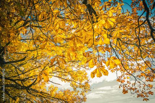 Beautiful, autumnal background with canopy of leaveas and branches photo