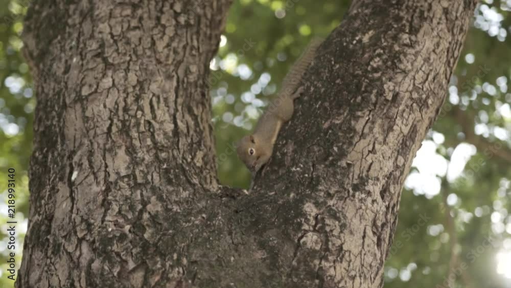 Squirrel on Tree Eating nut in slow motion Squirrel on Tree Eating nut in slow motion