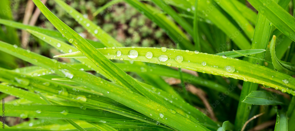 rain drops on the grass rain drops on the grass