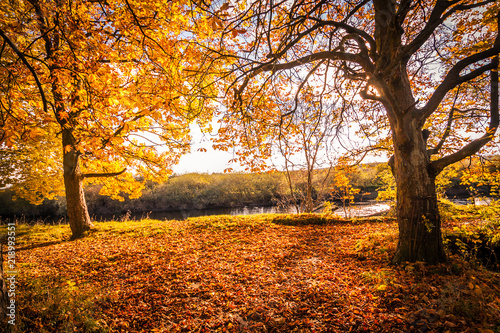 Beautiful, golden autumn scenery with trees and golden leaves in the sunshine in Scotland