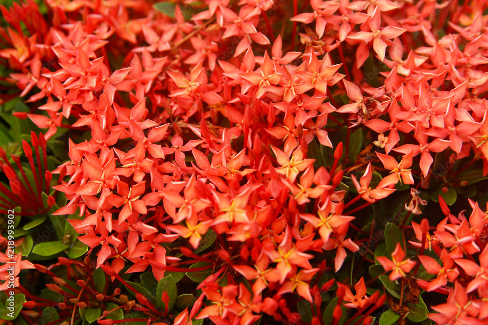 Red flowers. Ixora javanica. Thailand
