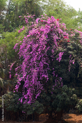 Fototapeta Naklejka Na Ścianę i Meble -  A blossoming tree with purple flowers. Bougainvillea. Thailand