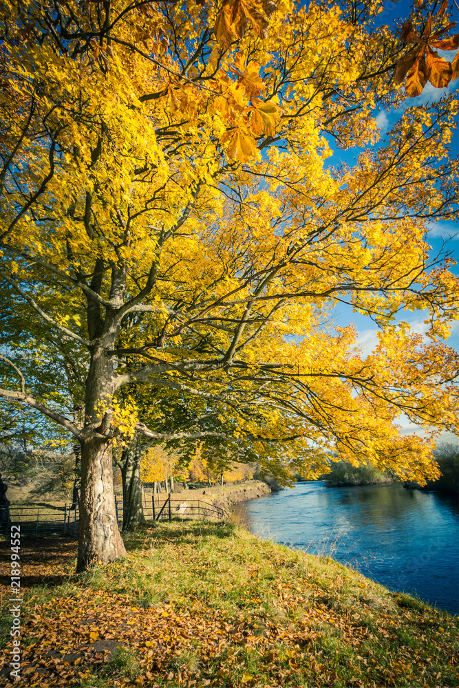 Beautiful, golden autumn scenery with trees and golden leaves at the river in the sunshine in Scotland
