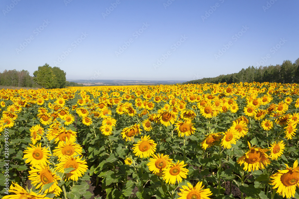 Field with blooming sunflowers during the day Field with blooming sunflowers during the day