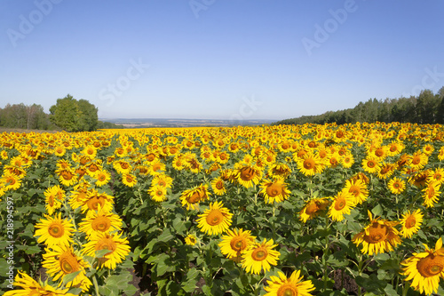 Field with blooming sunflowers during the day