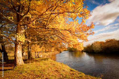 Beautiful  golden autumn scenery with trees and golden leaves in the sunshine in Scotland