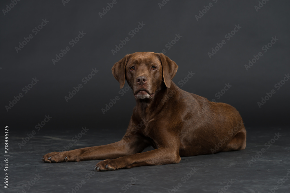 Labrador Hund Studio Süß Freisteller