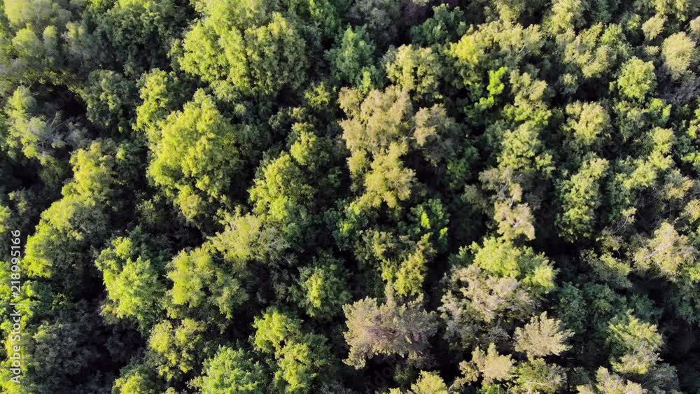 forest in moscow from above forest in moscow from above