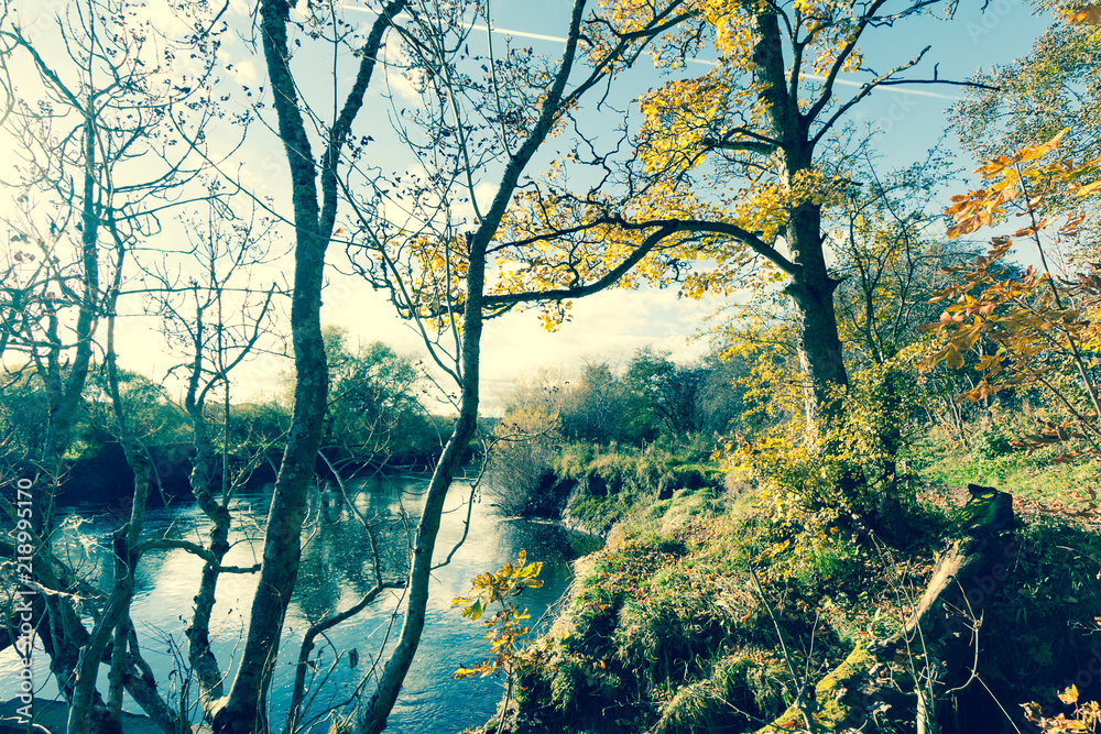 Fototapeta premium Beautiful, golden autumn scenery with trees and golden leaves in the sunshine in Scotland