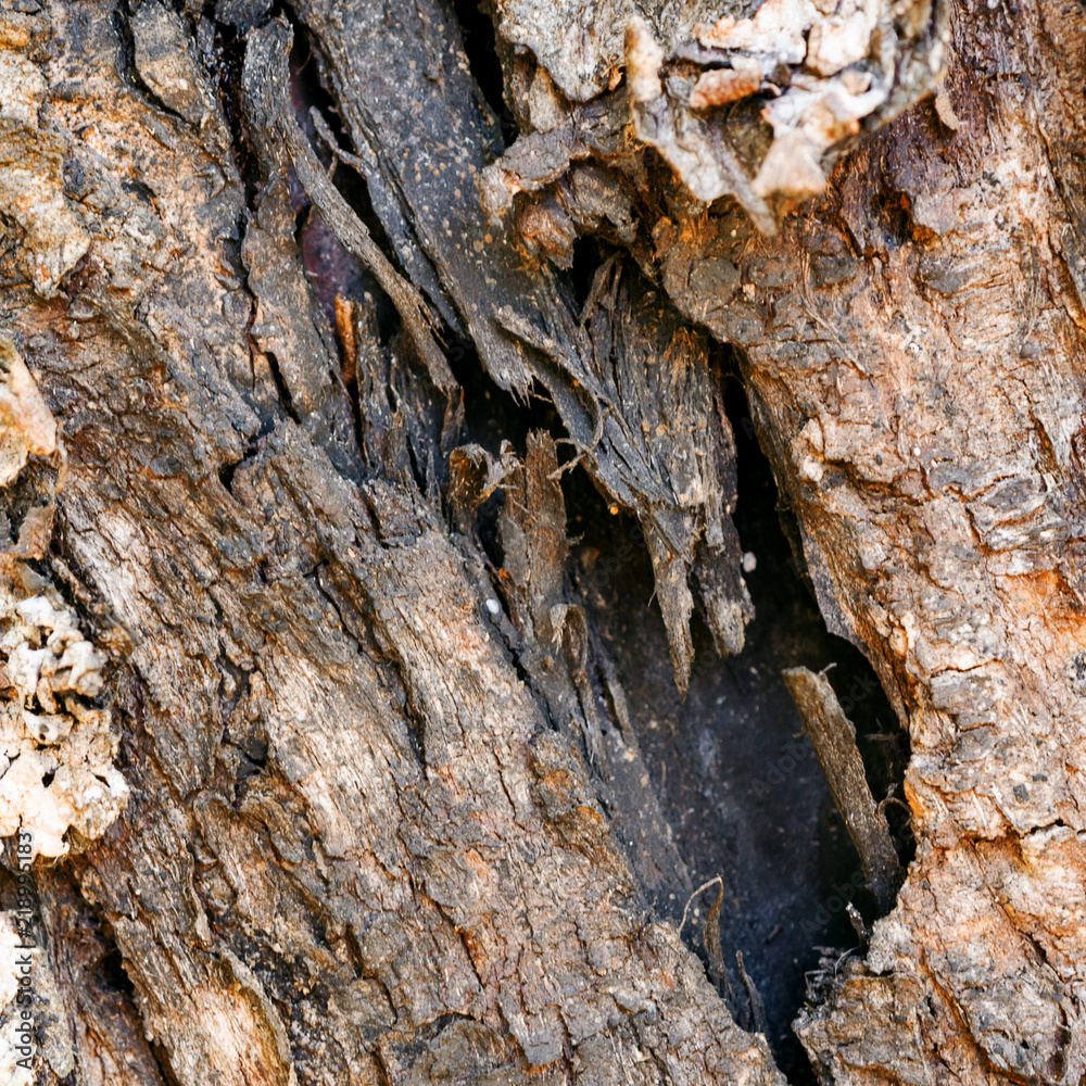 Wood texture close up Wood texture close up