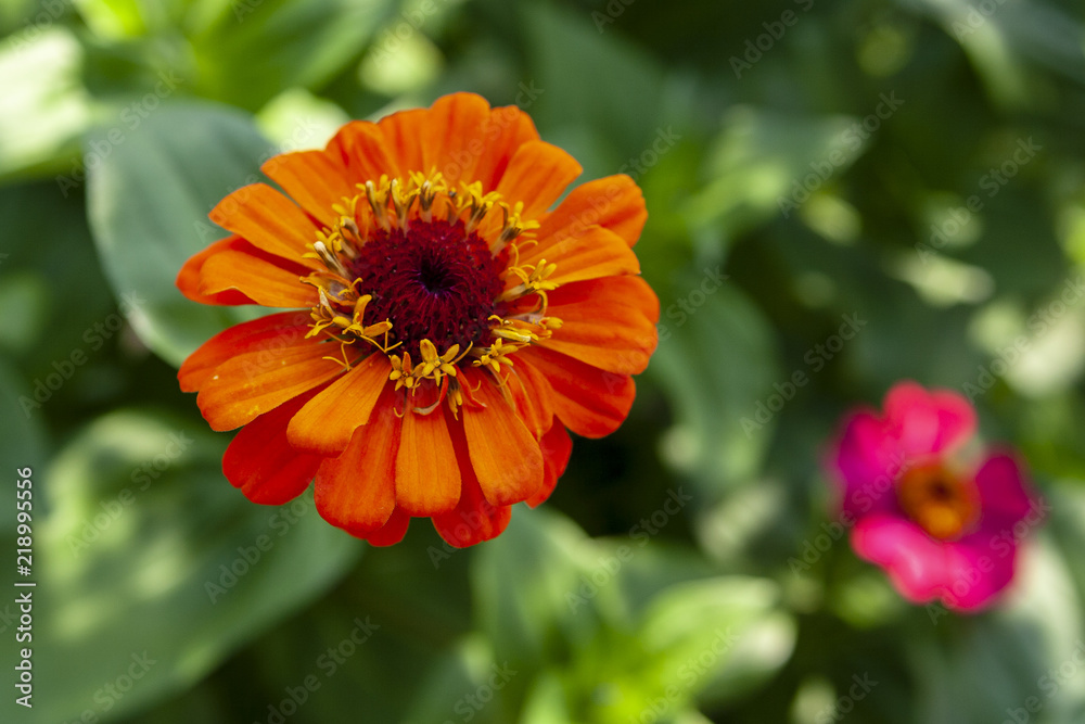Orange zinnia in the garden Orange zinnia in the garden