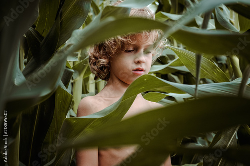 Little boy walking among cornfield