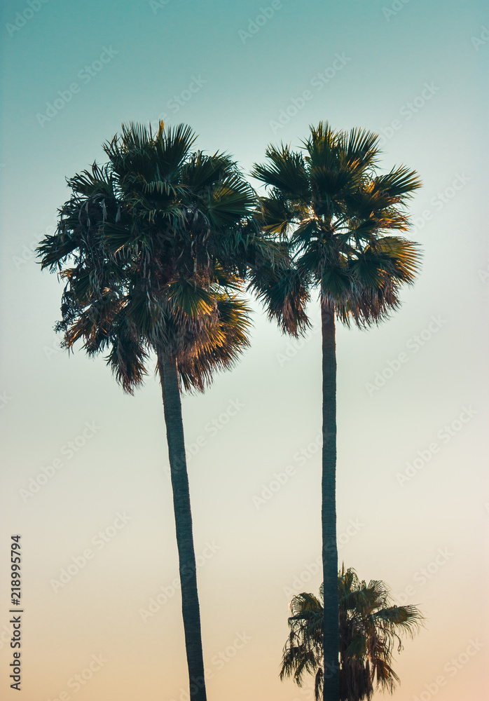 Fototapeta premium Palmeras y atardecer