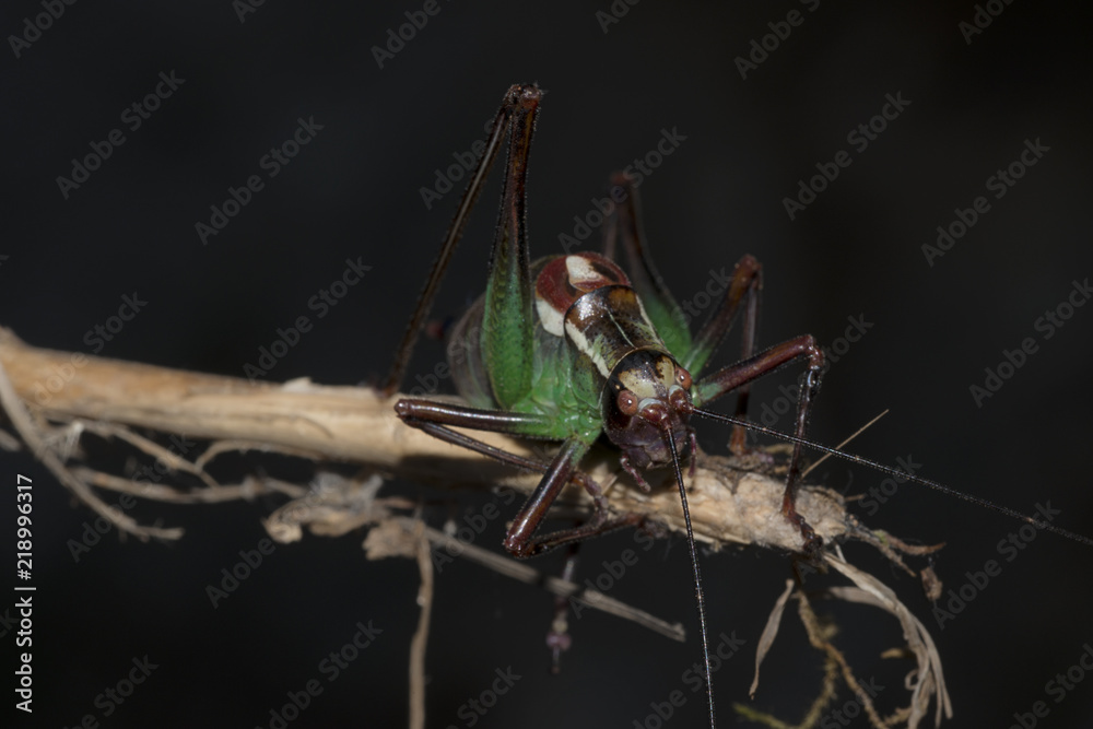 Grasshopper Bradyporidae on the dark background. Grasshopper Bradyporidae on the dark background.
