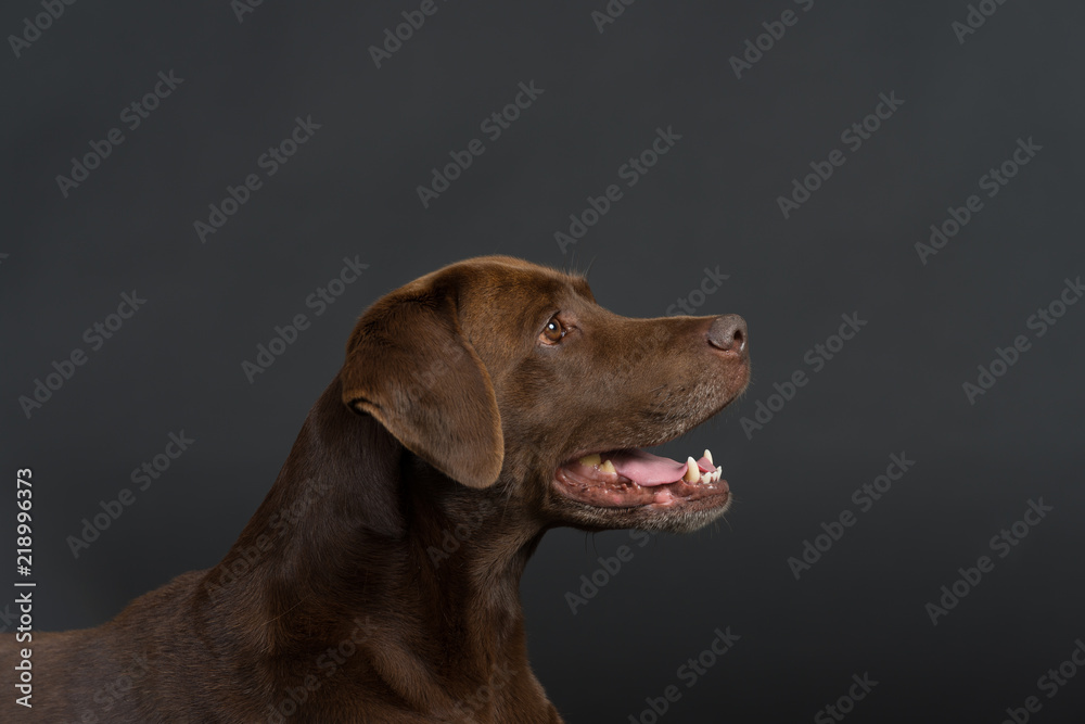 Labrador Hund Studio Süß Freisteller Labrador Hund Studio Süß Freisteller