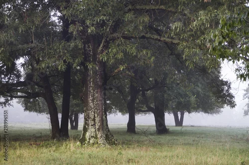 Obraz Okazałe dęby i mgła