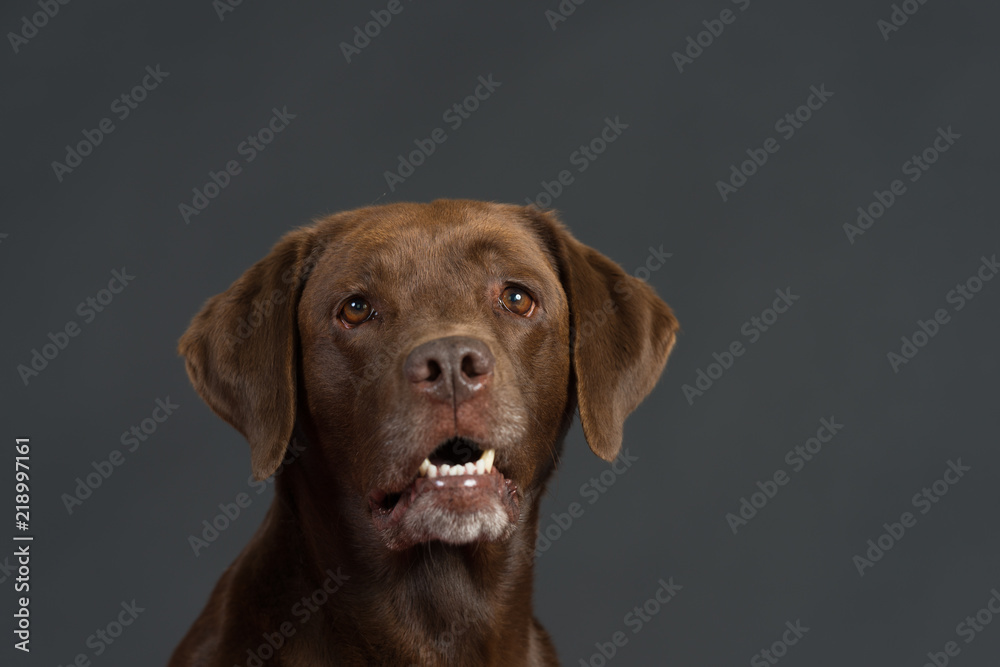 Fototapeta premium Labrador Hund Studio Süß Freisteller
