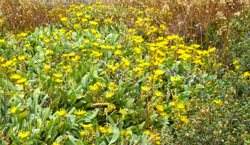 Coastal flowers and grasses of N. California