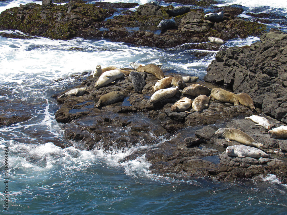 Naklejka premium Harbor Seals in a sanctuary on the N. California coast
