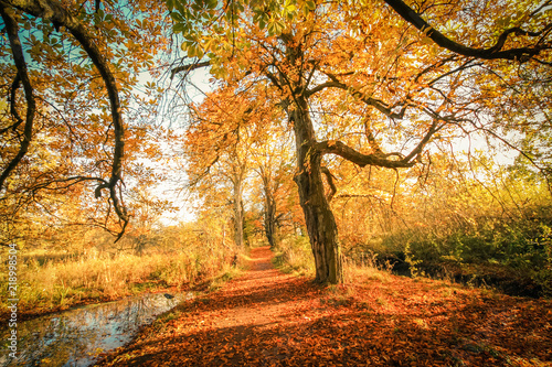 Beautiful  golden autumn scenery with trees and golden leaves in the sunshine in Scotland