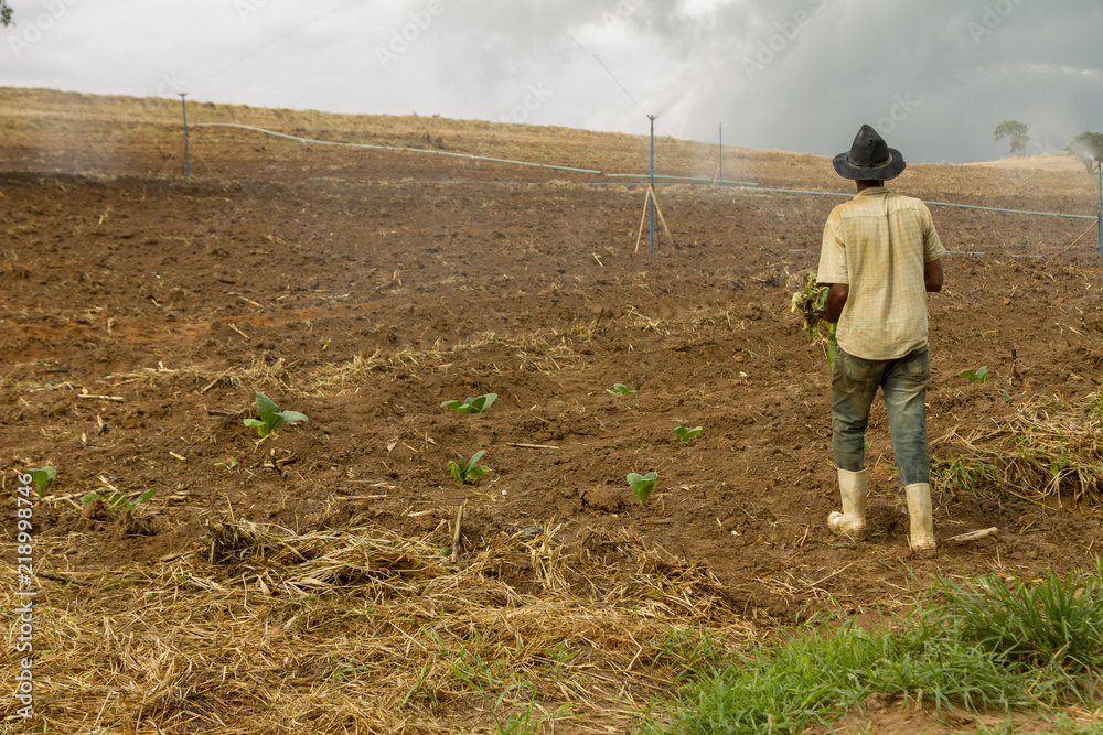 Trabalhador planta mudas de fumo em lavoura de fazenda brasileira Trabalhador planta mudas de fumo em lavoura de fazenda brasileira