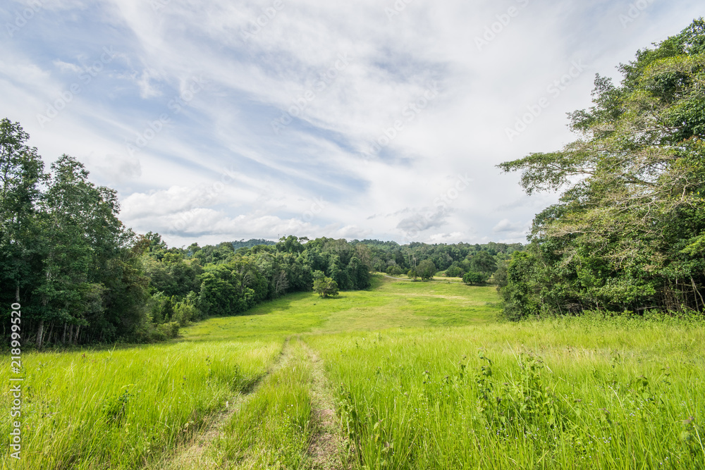 Big wide field in Khao Yai national Park, wide grasses field in Thai National Park 