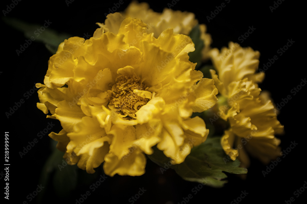 carnation carnation
