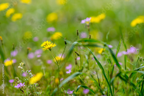 Flowers in the garden