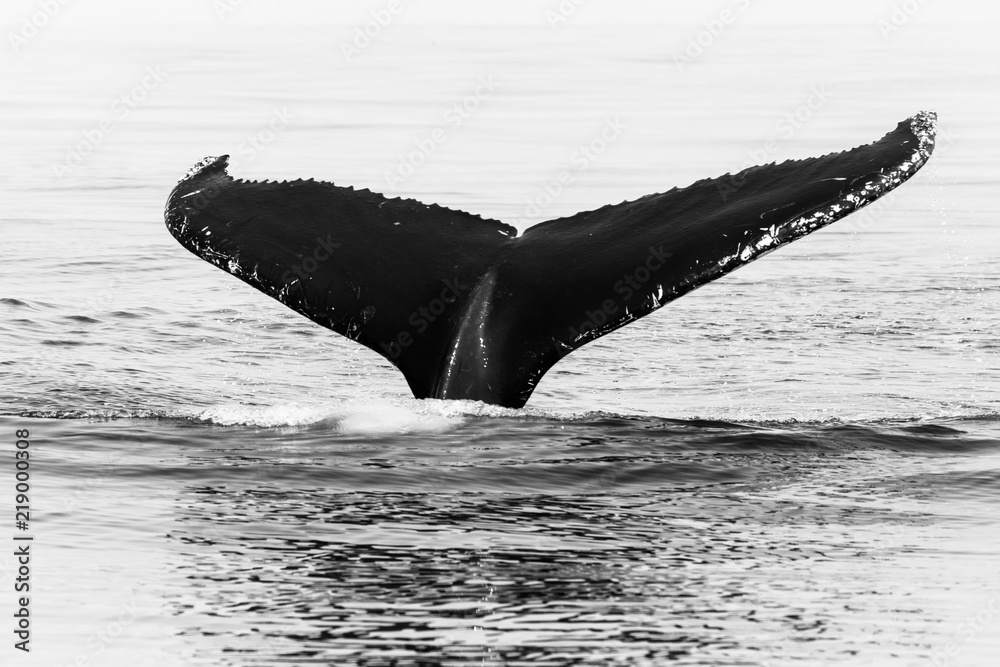 Obraz premium Ogon humbaka w czerni i bieli