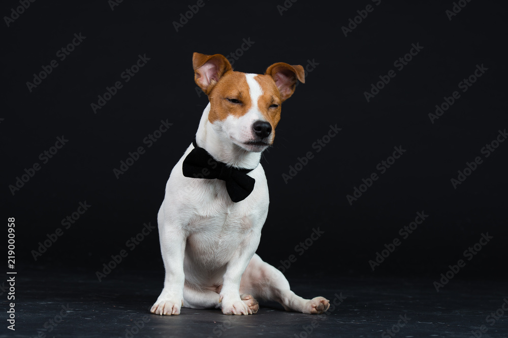 Jack Russel Hund Studio Süß Freisteller