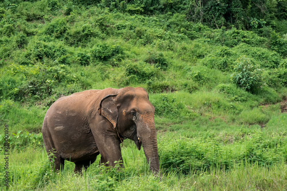 Asian Elephant in forest