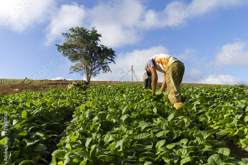 Trabalhador colhe mudas de folha de fumo para plantio em fazenda brasileira