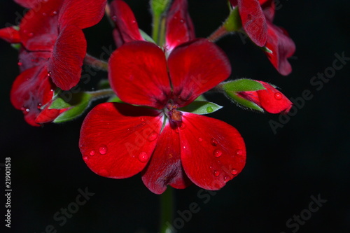 Drops on the flowers