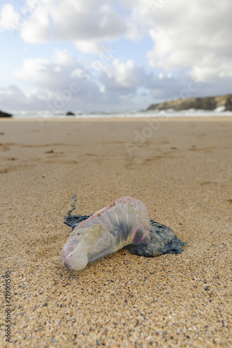 Physalia physalis  venimeuse échoué sur  plage bretonne