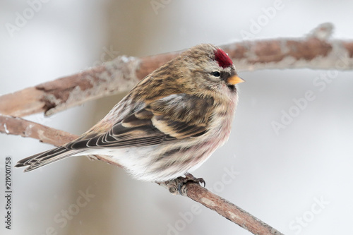 Common redpoll © Risto