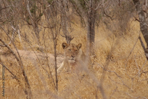 Lonely lioness in Park Kruger photo