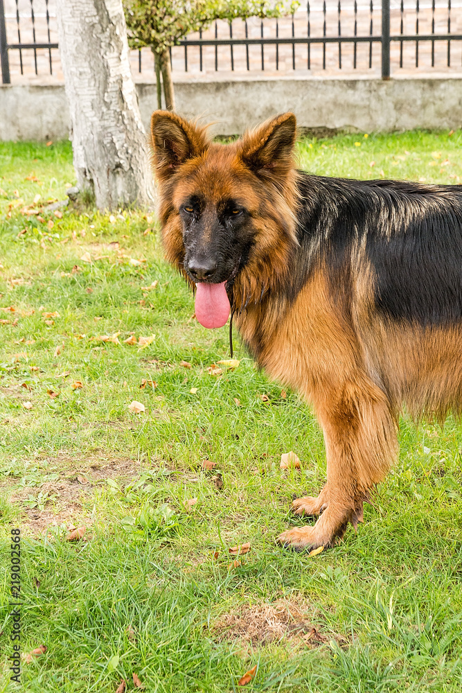 German shepherd in the garden