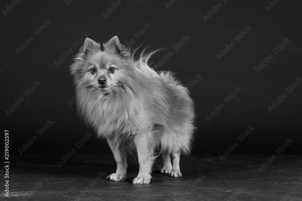 Hund Studio Süß Freisteller Hund Studio Süß Freisteller