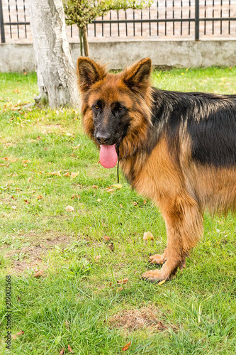 Obraz na płótnie German shepherd in the garden w salonie