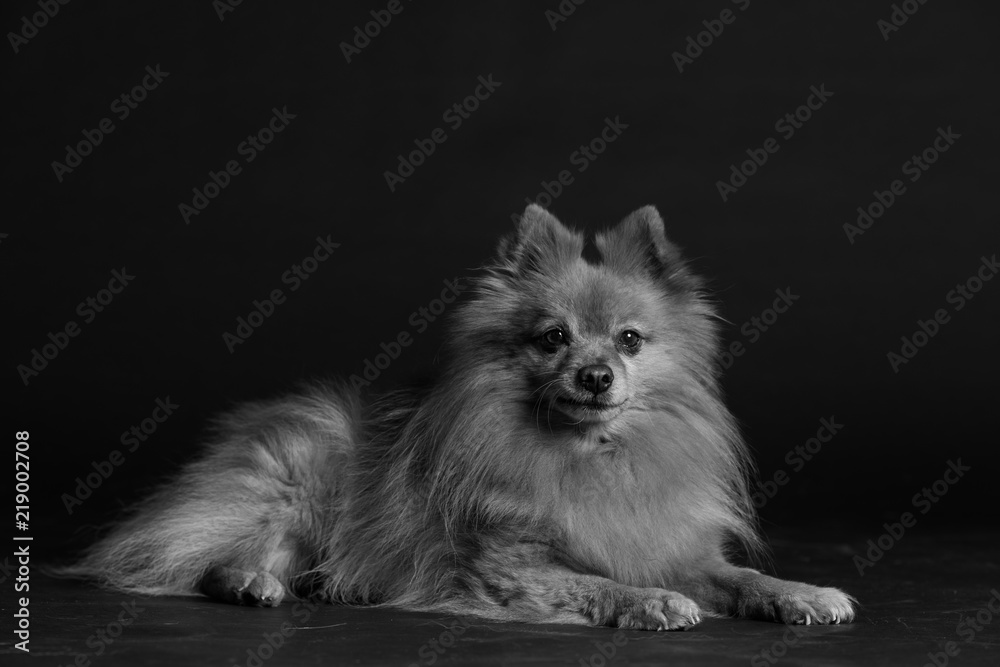 Hund Studio Süß Freisteller Hund Studio Süß Freisteller