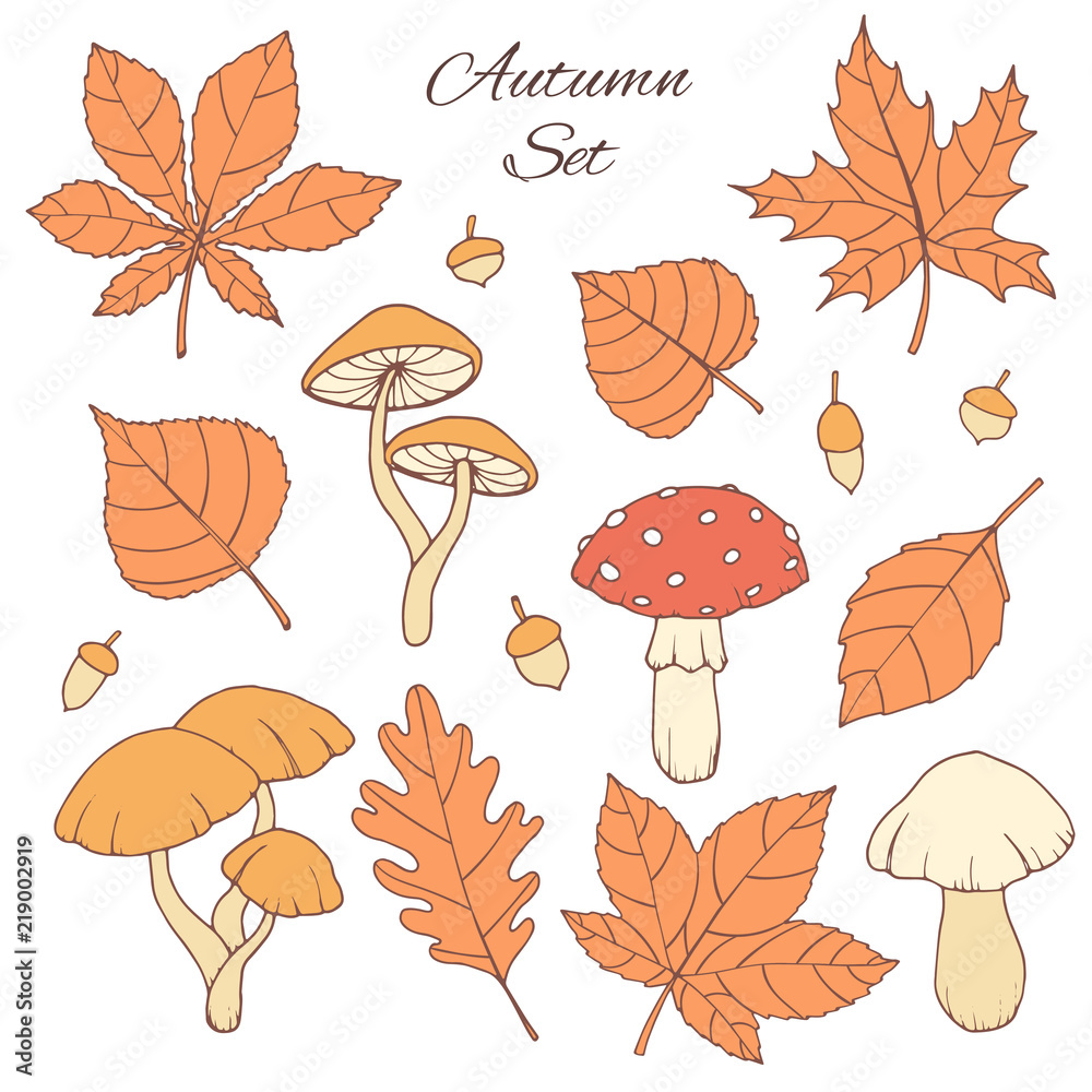Hand drawn vector autumn set with oak, poplar, beech, maple, aspen and horse chestnut leaves, acorns and mushrooms isolated on the white background. Fall elements for you design. Hand drawn vector autumn set with oak, poplar, beech, maple, aspen and horse chestnut leaves, acorns and mushrooms isolated on the white background. Fall elements for you design.