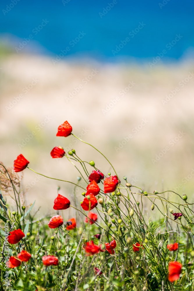 Fototapeta premium Red poppies during windy day