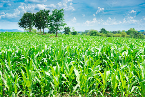 Corn or maize field on mountain on sky blue and cloud photo