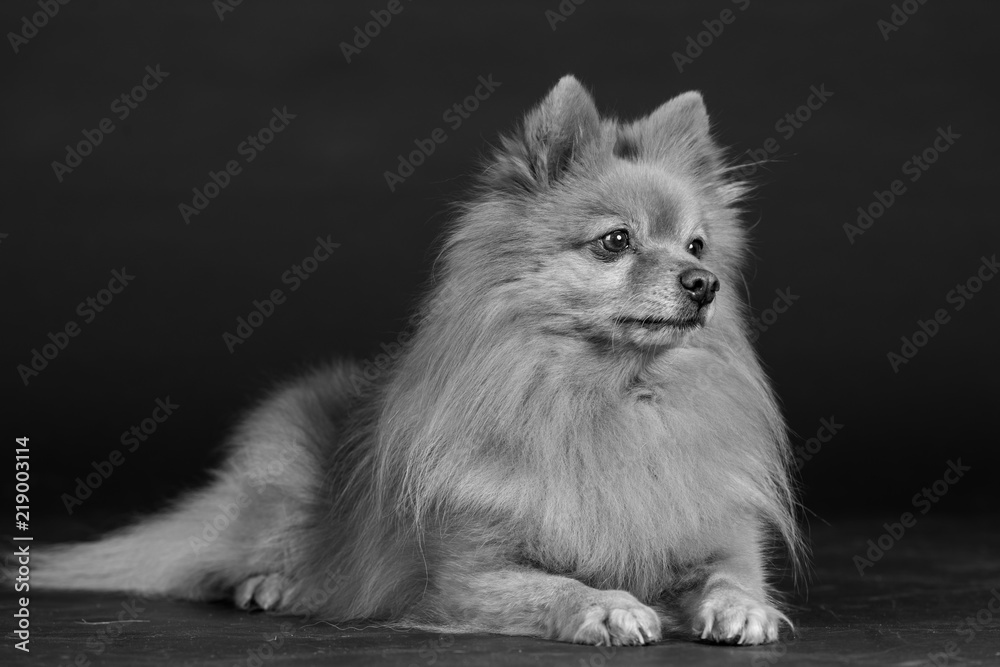 Hund Studio Süß Freisteller Hund Studio Süß Freisteller