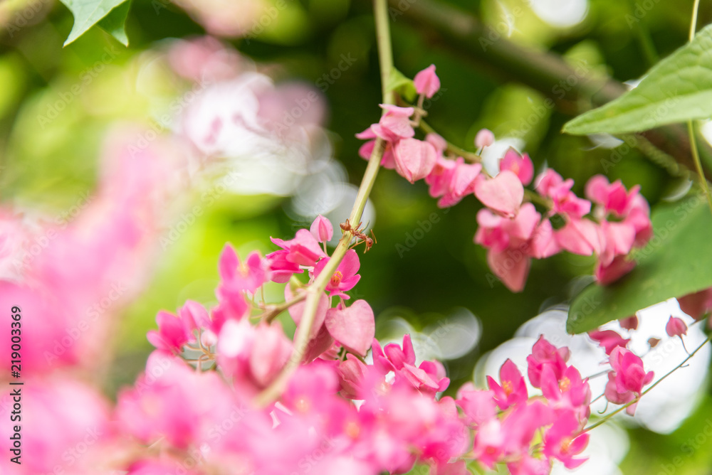 Close-Up Of Pink Flowering Plant and red ant Close-Up Of Pink Flowering Plant and red ant
