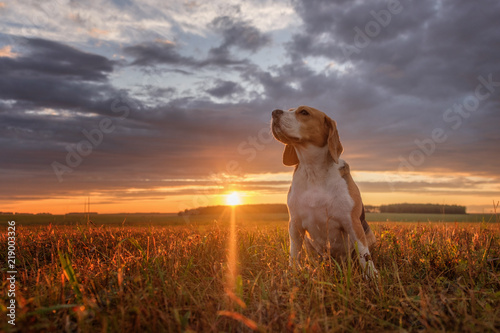 Beagle portrait on the background of a beautiful sunset
