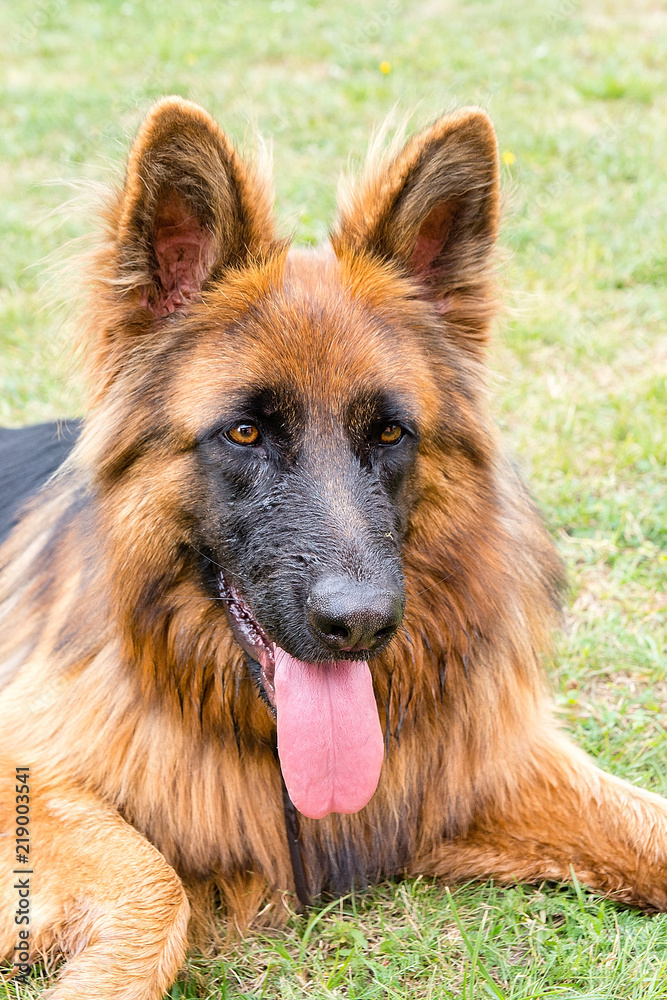 German shepherd in the garden