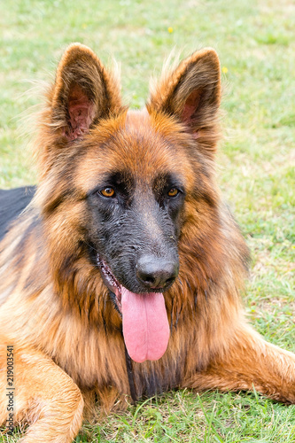 Obraz na płótnie German shepherd in the garden w salonie